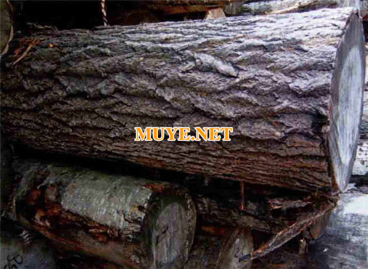 Poplar